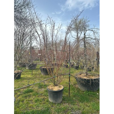 ACER PALMATUM VERDE 