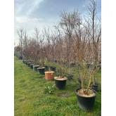 ACER PALMATUM VERDE 