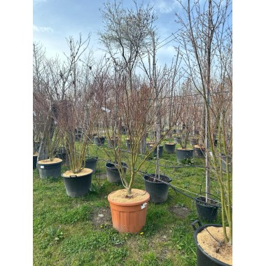 ACER PALMATUM VERDE