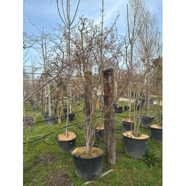ACER PALMATUM VERDE 