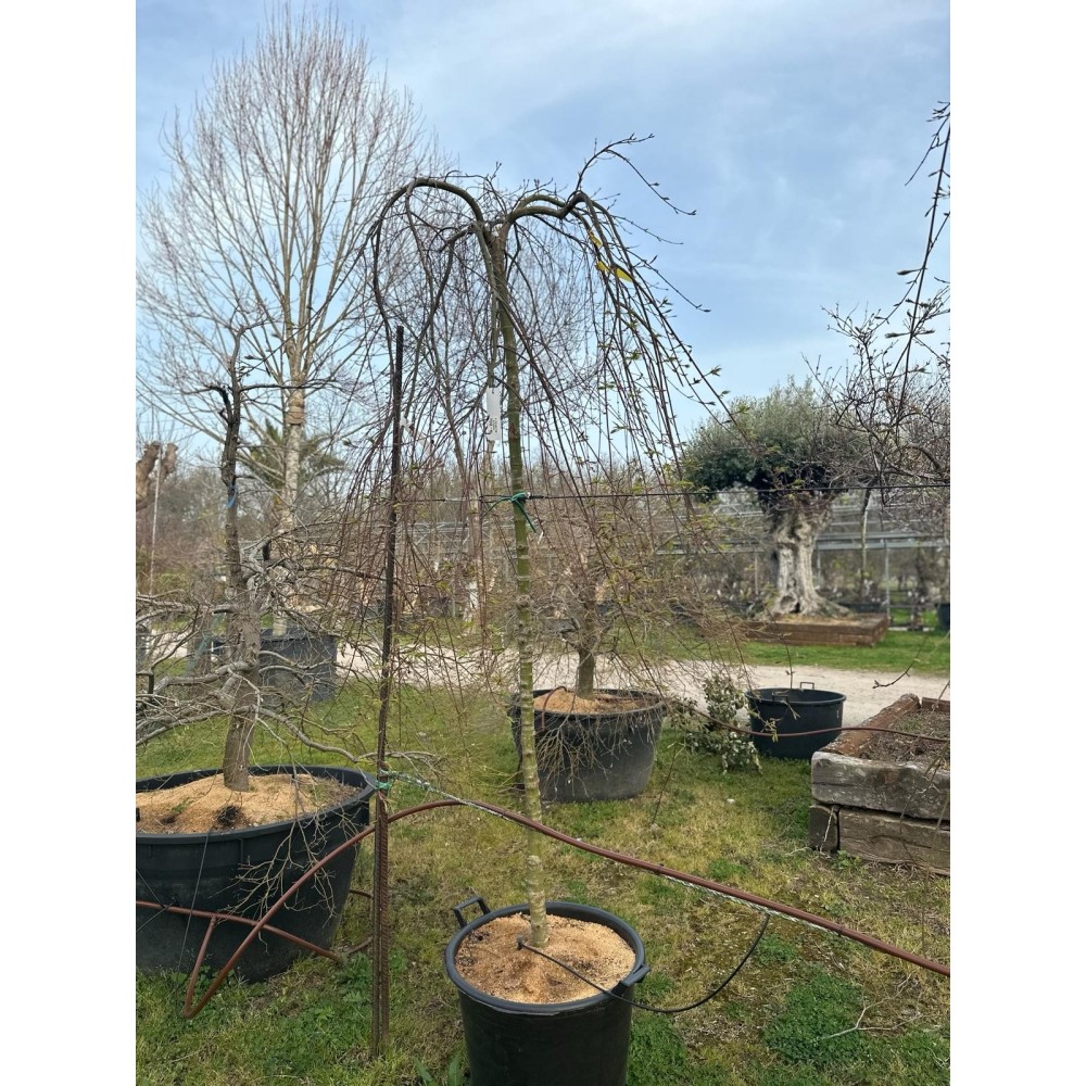 ACER PALMATUM RYUSEN PÉNDULA
