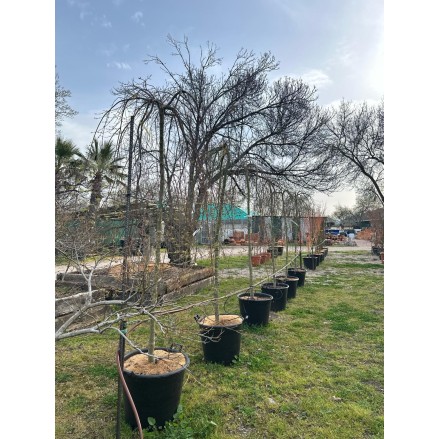 ACER PALMATUM RYUSEN PÉNDULA