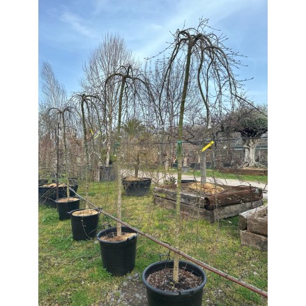 ACER PALMATUM RYUSEN PÉNDULA