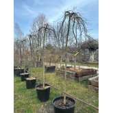 ACER PALMATUM RYUSEN PÉNDULA