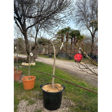 ACER PALMATUM VIRIDIS 1/2 COPA