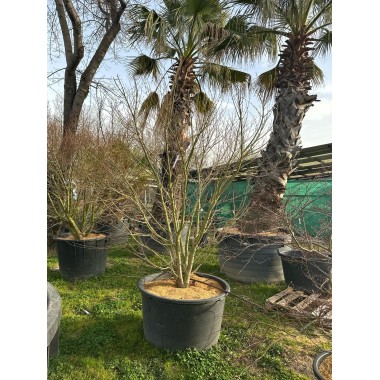 ACER PALMATUM VERDE 
