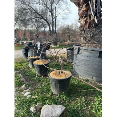 ACER PALMATUM DISSECTUM INABA-SHIDARE 