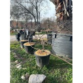 ACER PALMATUM DISSECTUM INABA-SHIDARE 