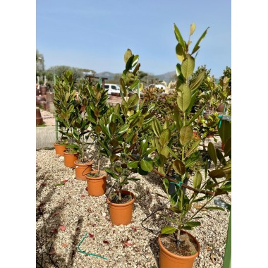MAGNOLIO 
