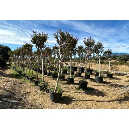 LAGESTROEMIA EJEMPLAR