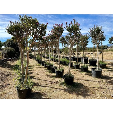 LAGESTROEMIA EJEMPLAR