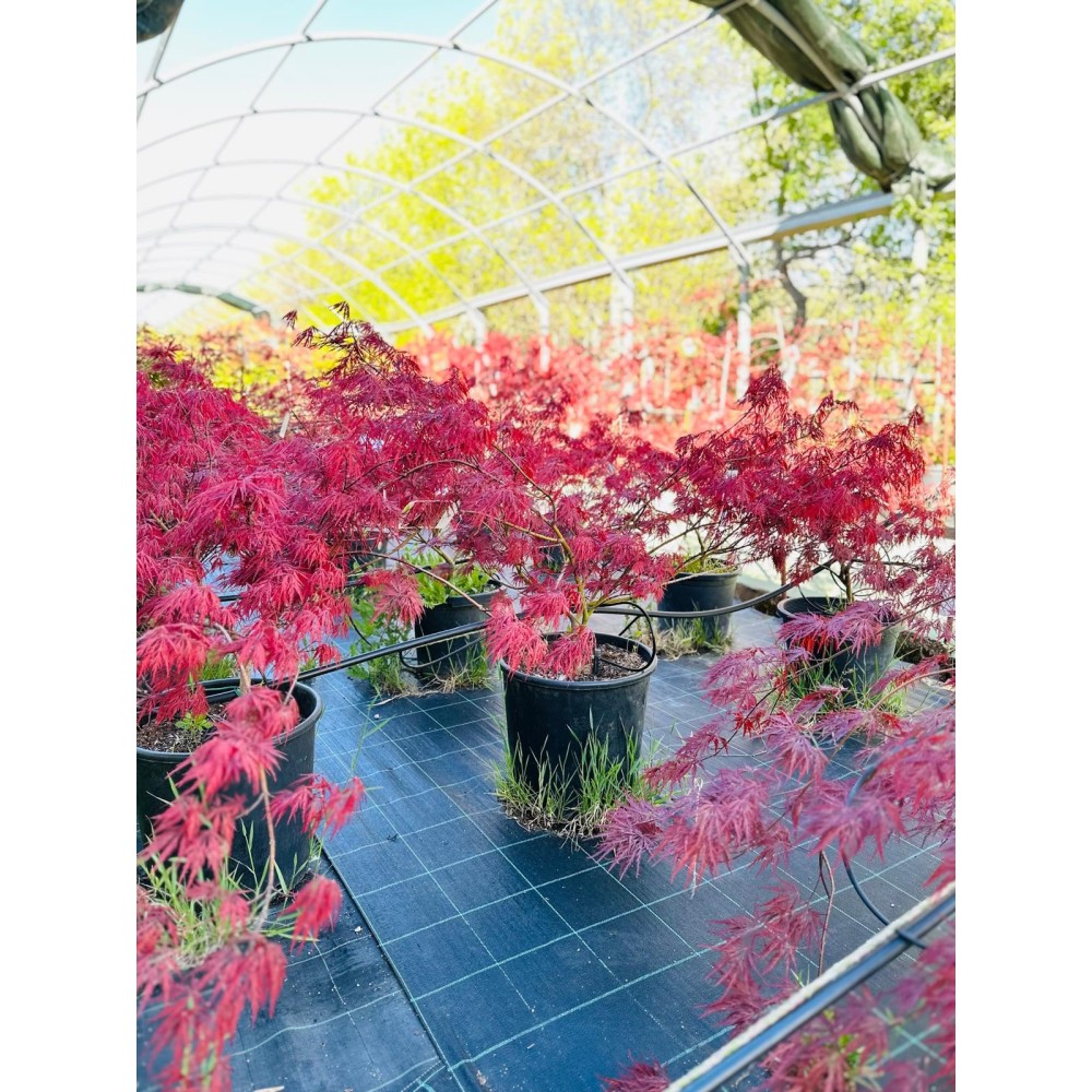 ACER PALMATUM DISSECTUM GARNET 