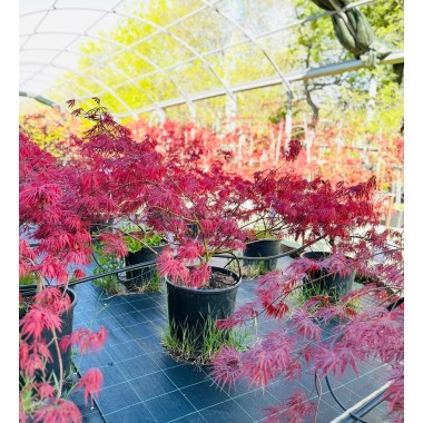 ACER PALMATUM DISSECTUM GARNET