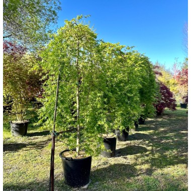 ACER PALMATUM RYUSEN PÉNDULA