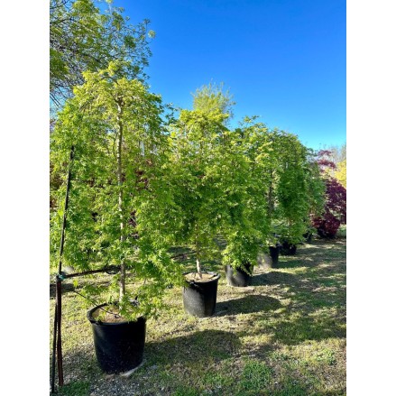 ACER PALMATUM RYUSEN PÉNDULA