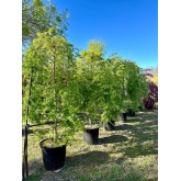 ACER PALMATUM RYUSEN PÉNDULA