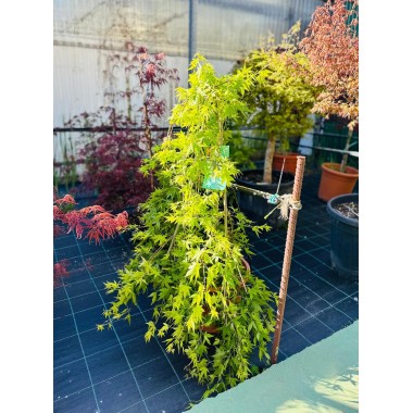 ACER PALMATUM RYUSEN PENDULA