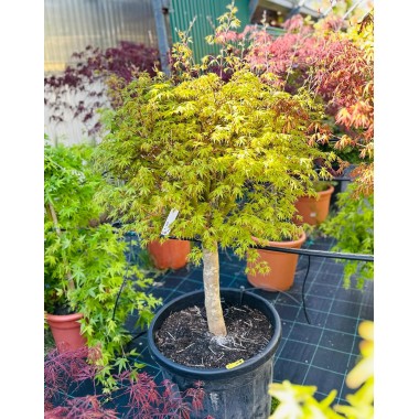 ACER PALMATUM VERDE COPA 