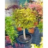 ACER PALMATUM VERDE COPA 
