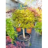 ACER PALMATUM VERDE COPA