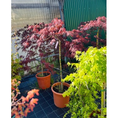 ACER PALMATUM INABA-SHIDARE