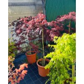 ACER PALMATUM INABA-SHIDARE