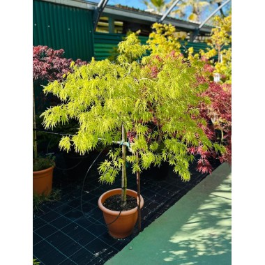 ACER PALMATUM VIRIDIS 1/2 COPA