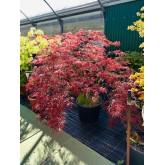 ACER PALMATUM GARNET 