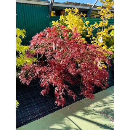 ACER PALMATUM GARNET