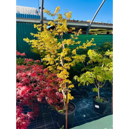 ACER PALMATUM SUMMER GOLD 