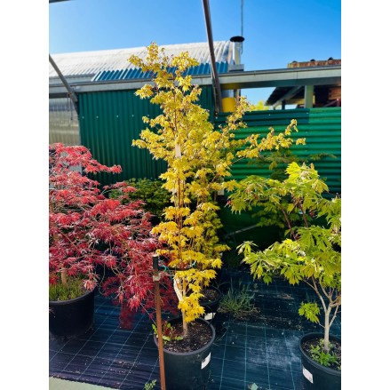 ACER PALMATUM SUMMER GOLD 