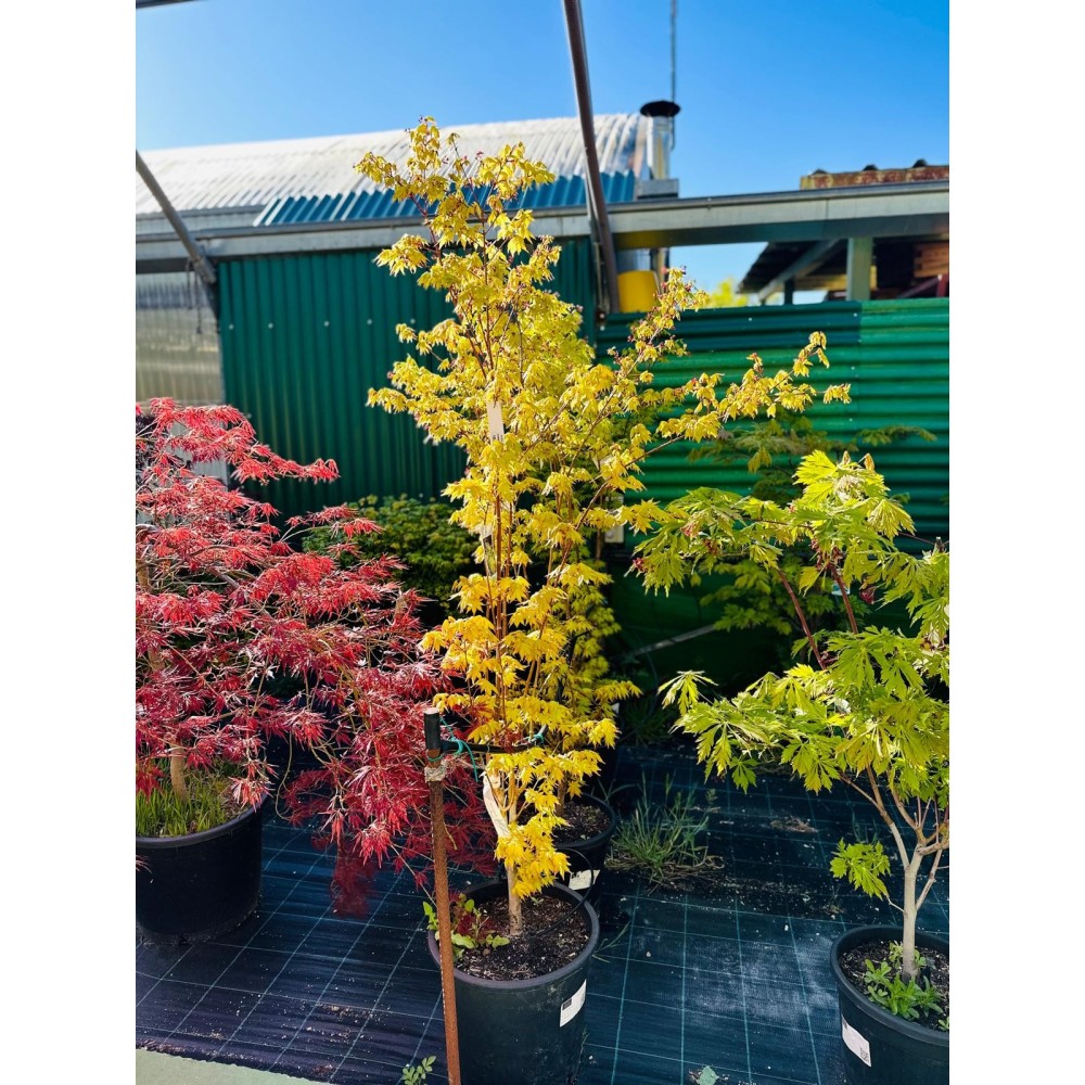 ACER PALMATUM SUMMER GOLD 