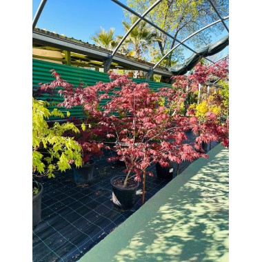 ACER PALMATUM SHERWOOD FLAME 