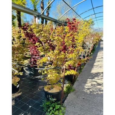 ACER PALMATUM ORIDONO-NISHIKI