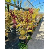 ACER PALMATUM ORIDONO-NISHIKI