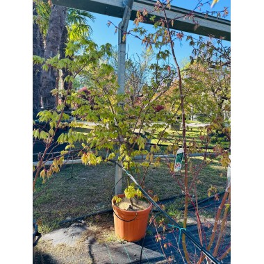 ACER PALMATUM OSAKAZUKI 