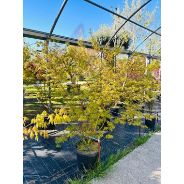 ACER PALMATUM SEIRYU