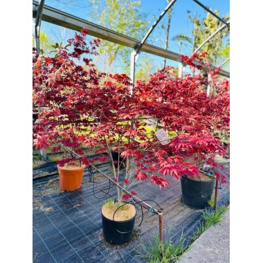 ACER PALMATUM ATROPURPUREA