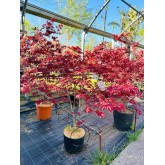 ACER PALMATUM ATROPURPUREA