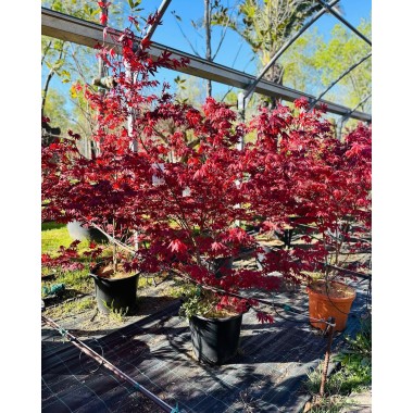 ACER PALMATUM ATROPURPUREA