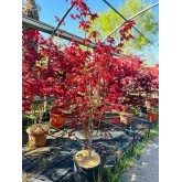 ACER PALMATUM ATROPURPUREA 