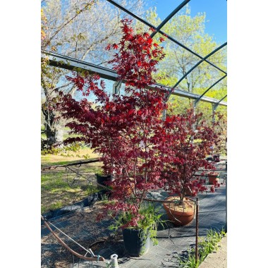 ACER PALMATUM FIREGLOW