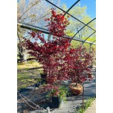 ACER PALMATUM FIREGLOW
