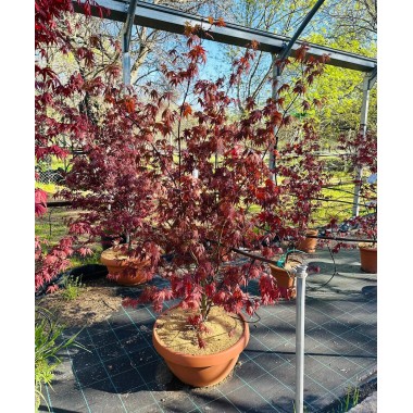 ACER PALMATUM FIREGLOW