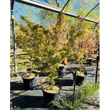 ACER PALMATUM BI-HOO