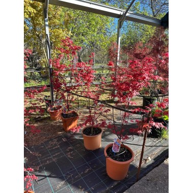 ACER PALMATUM DESHOJO 