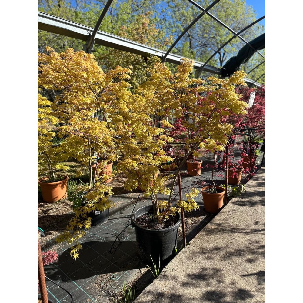 ACER PALMATUM KATSURA 