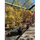 ACER PALMATUM KATSURA 