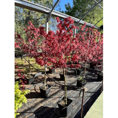 ACER PALMATUM SKEETER´S BROOM