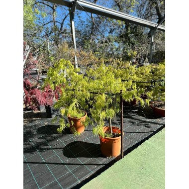 ACER PALMATUM DISSECTUM